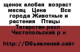 щенок алобая .возраст 1 месяц › Цена ­ 7 - Все города Животные и растения » Птицы   . Татарстан респ.,Чистопольский р-н